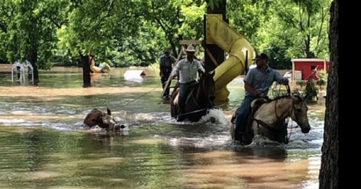 Cowboys save cattle from flood waters.