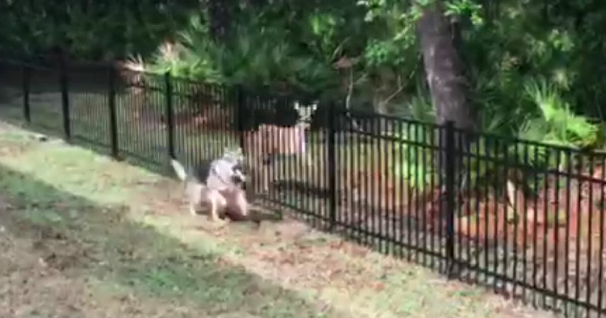 Dog plays tag with a deer.