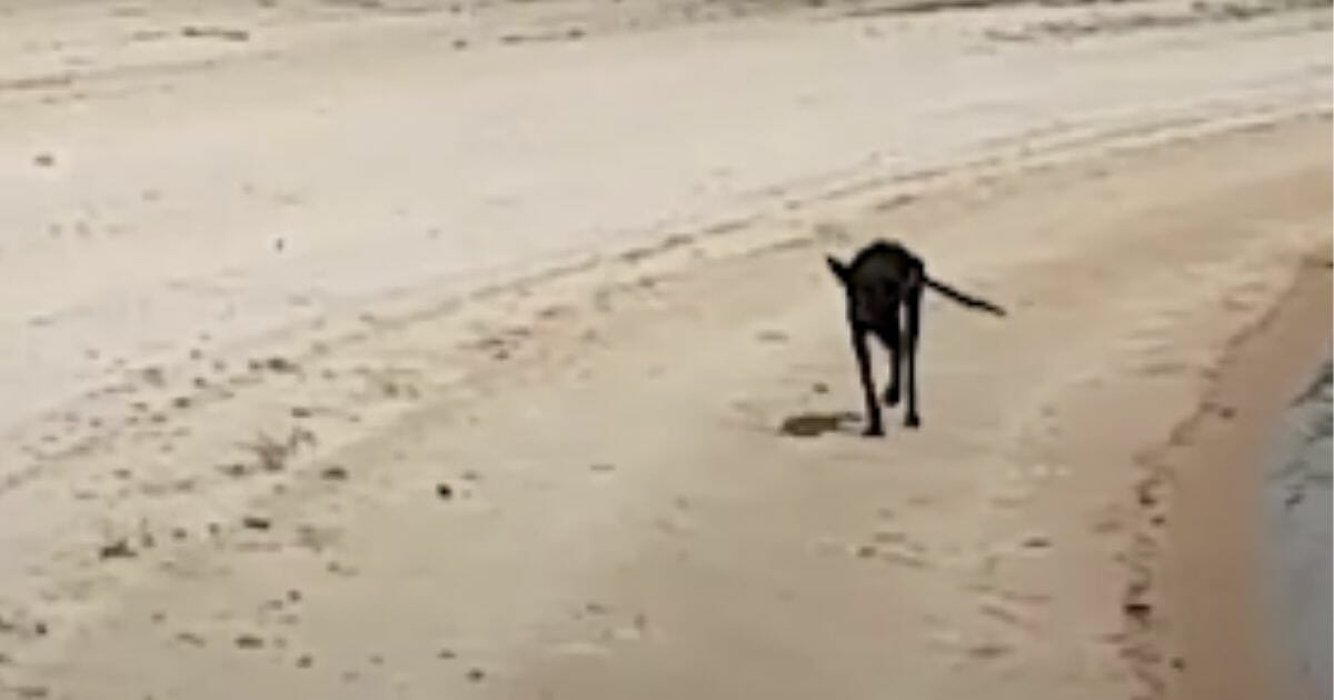 Dog running down the beach