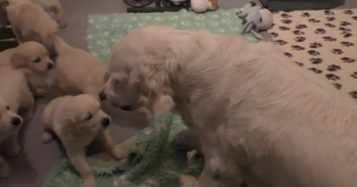 The mother dog growling at a puppy.