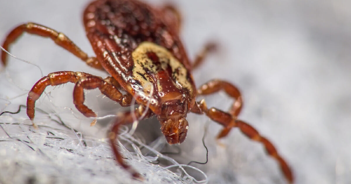 Picture of a dog tick.