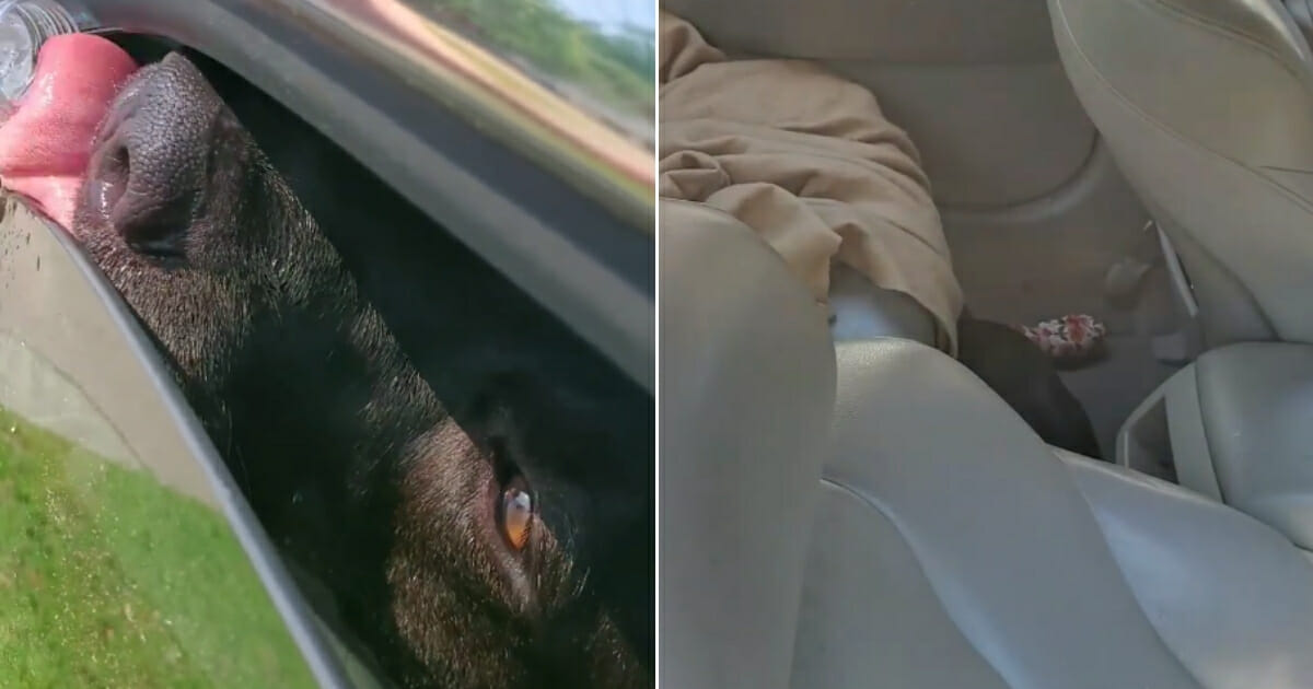 Dog drinking water from crack in window, left, and it huddled on the floor of the car, right.