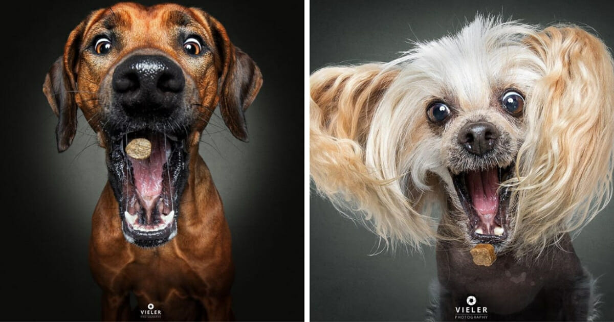 Dogs snapping at treats