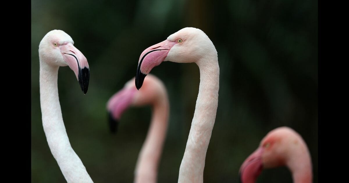 Flamingos in a zoo.
