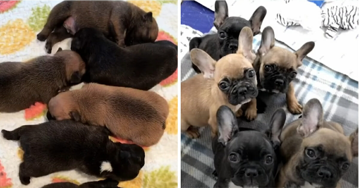 Newborn puppies, left, and grown puppies, right.
