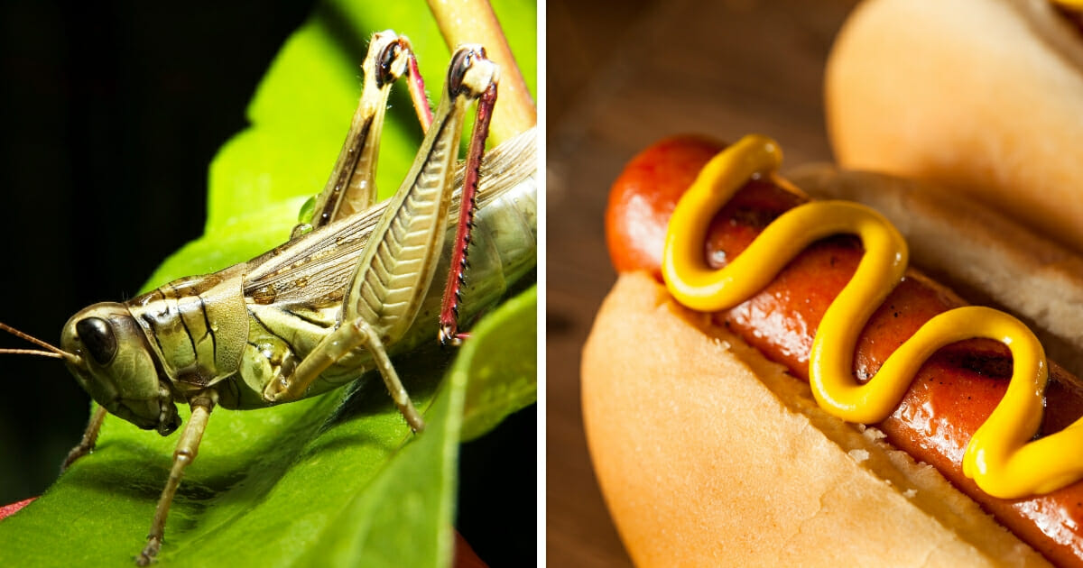 a picture of a locust opposite a picture of a hot dog