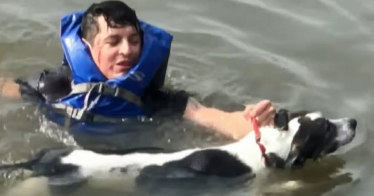 Man swims to shore holding dog's collar.