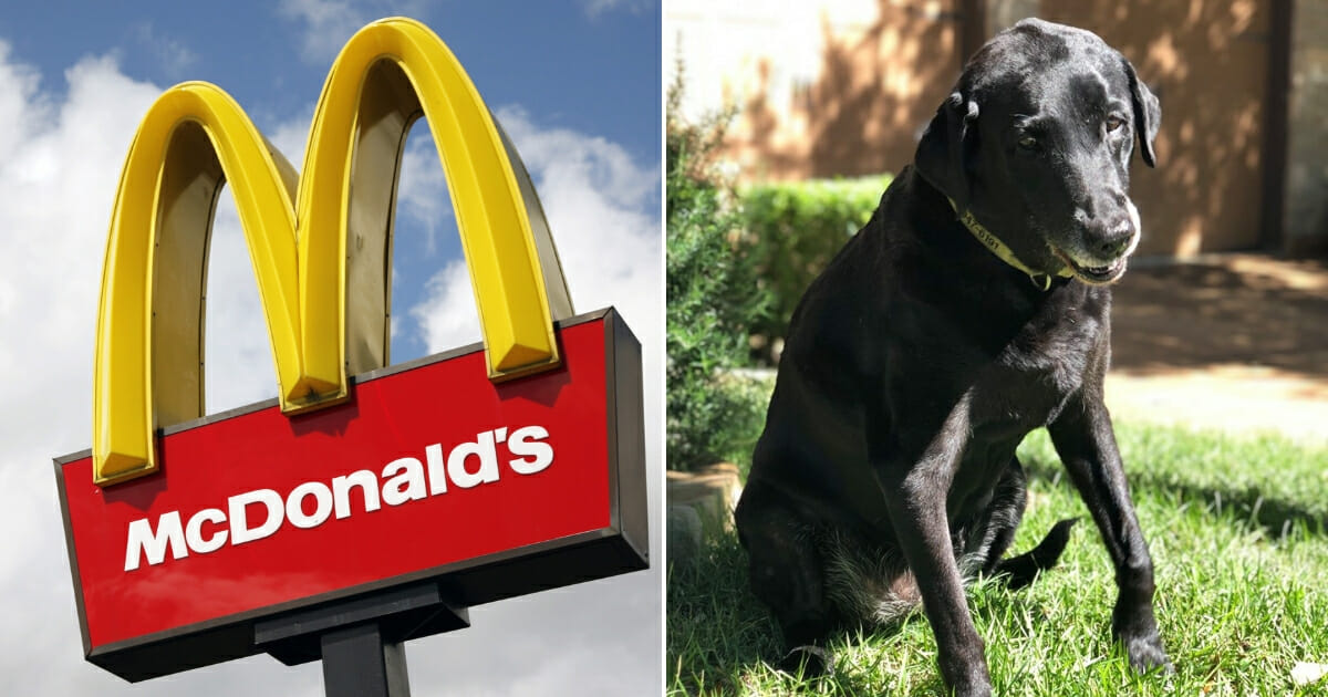 McDonald's logo in the sky, left, and black lab, right.