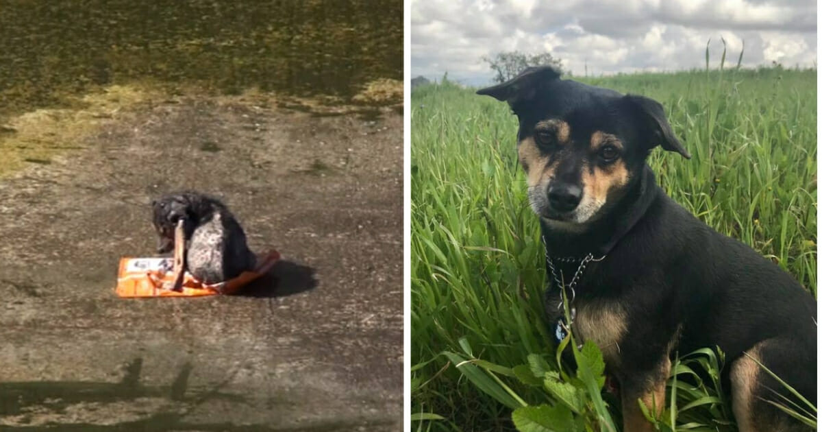Puppy abandoned in canal, left, and healthy, right.