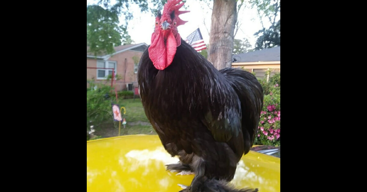Frog the rooster, standing on the hood of a car.