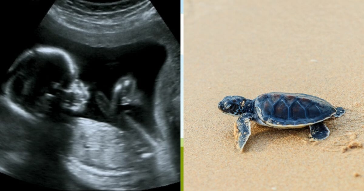 An ultrasound picture, left, and a baby sea turtle, right.