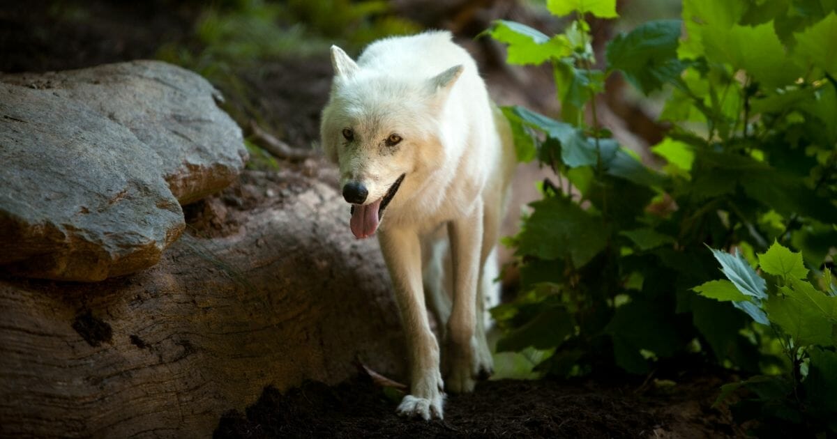 Crystal, a female gray wolf, is pictured in a 2012 file photo from the Smithsonian National Zoo in Washington.