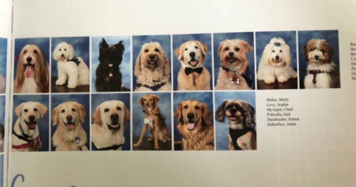 A photo of the dogs' page in the yearbook.