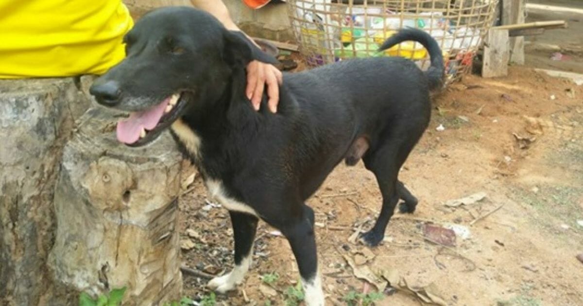 Someone petting a black dog