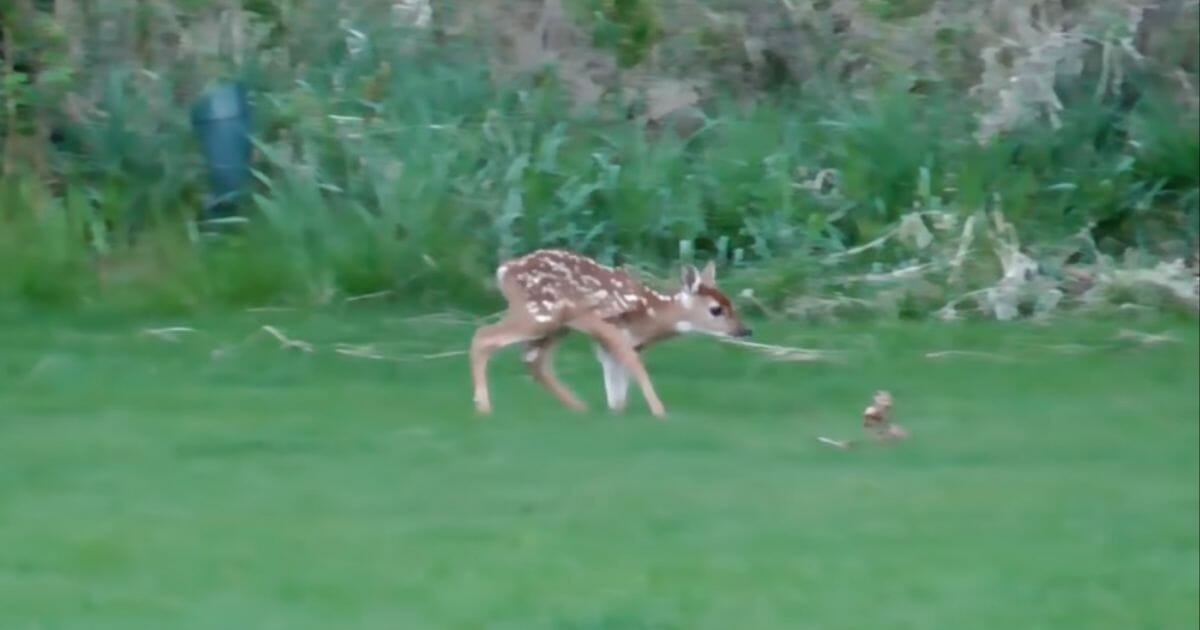 A baby deer stumbles in the grass.