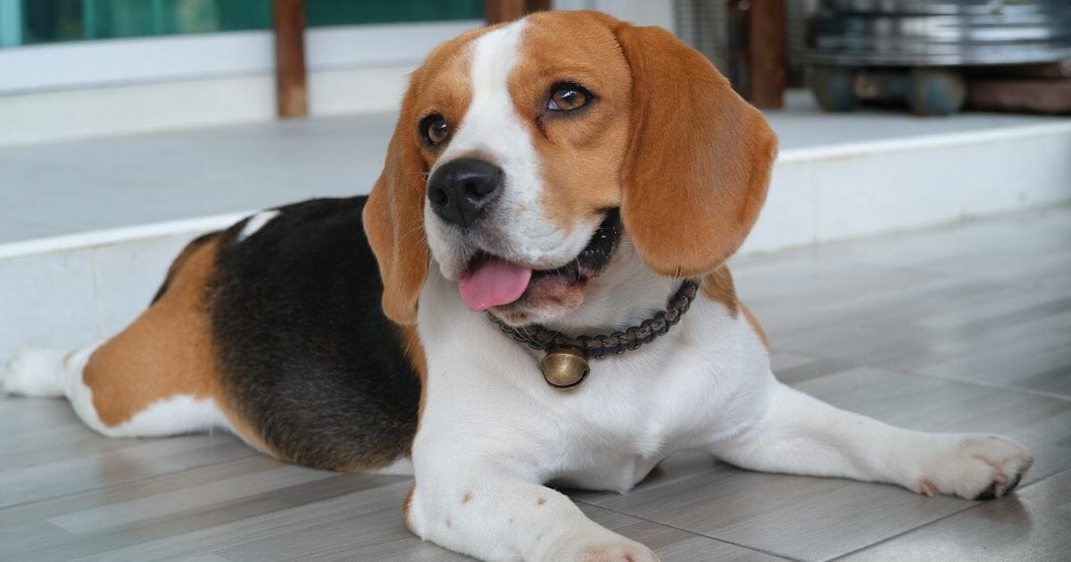 A beagle smiling