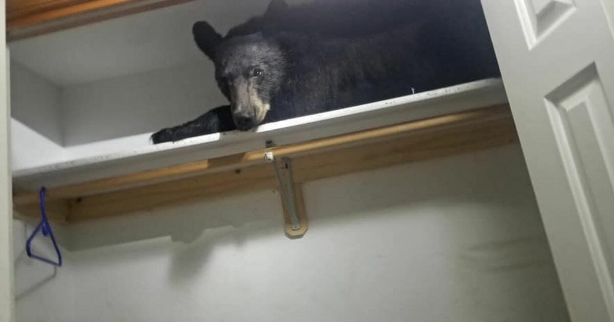 Bear sleeping in a closet