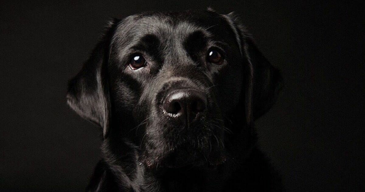 A black Labrador staring into the camera against a black background.