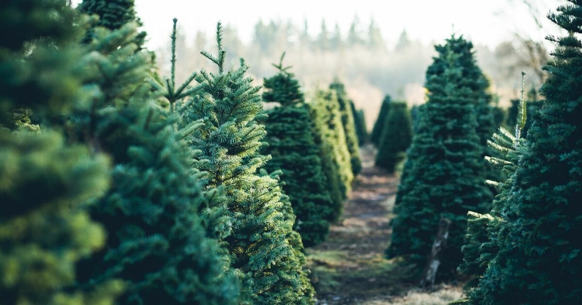 Rows of trees on a Christmas tree farm.
