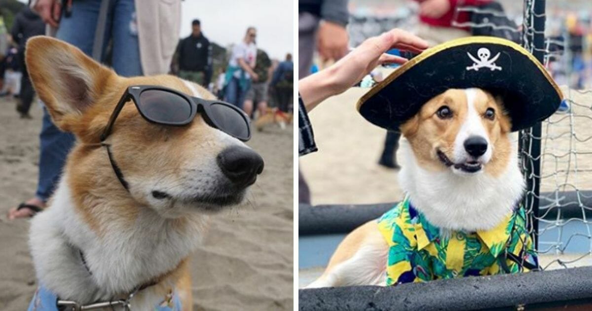 two corgis, one wearing sunglasses and the other wearing a pirate hat