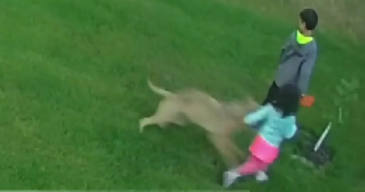 A 2-year-old Canadian girl in Aurora, Ontario was knocked down by a wild coyote that decided to bum-rush her earlier this month.