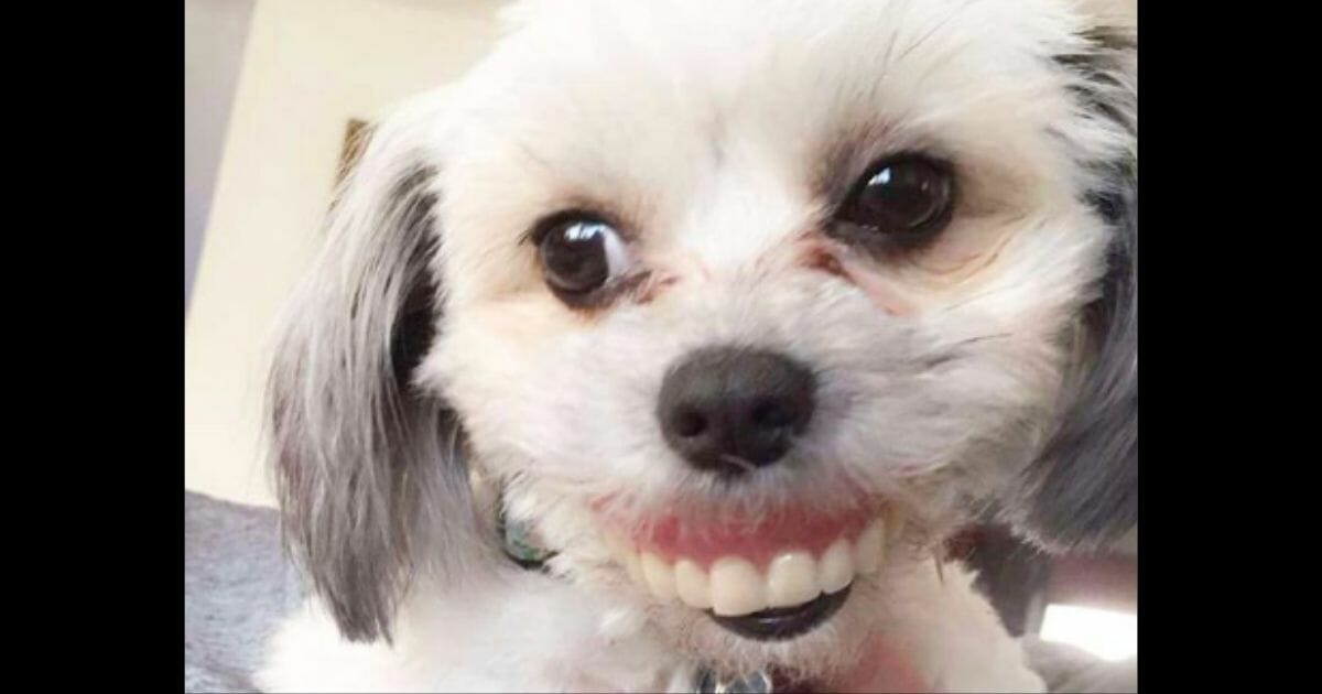 Dog with dentures