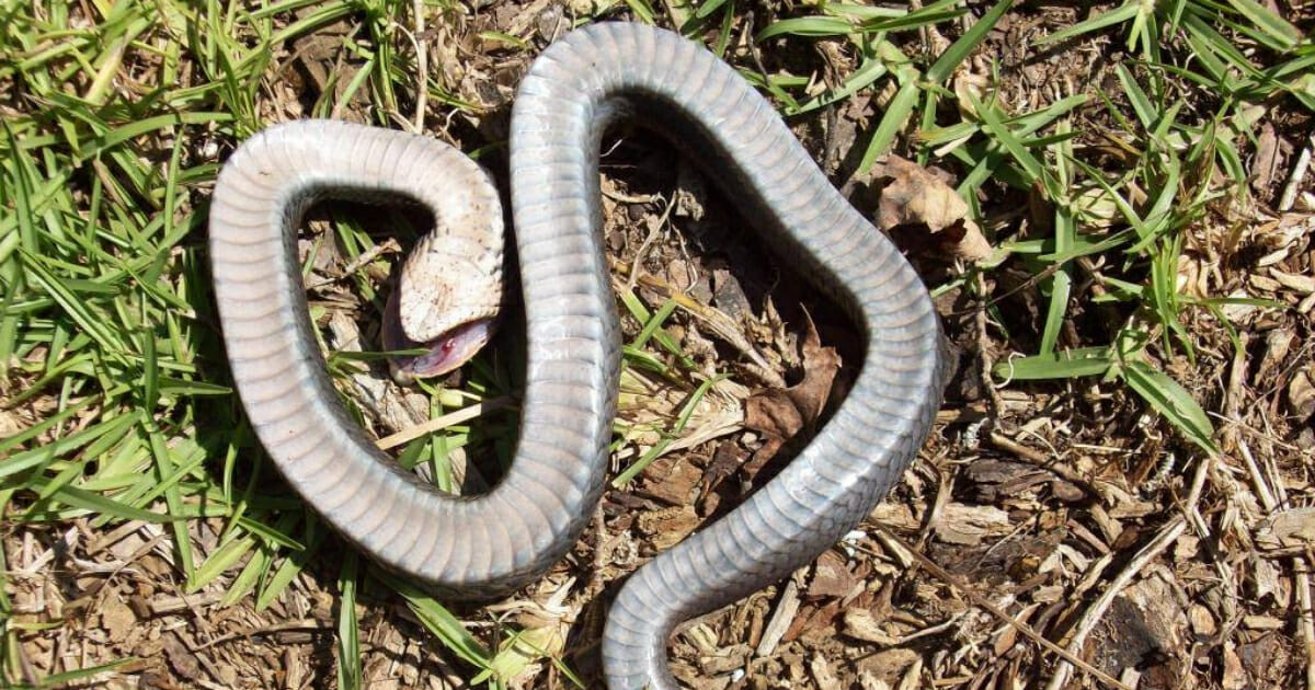 Snakes already have a bad reputation in the eyes of many folks. What one North Carolina "zombie snake" does to defend itself certainly won't help the species' cause.