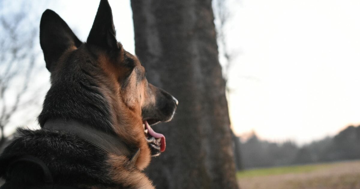 A German shepherd looking into the distance.
