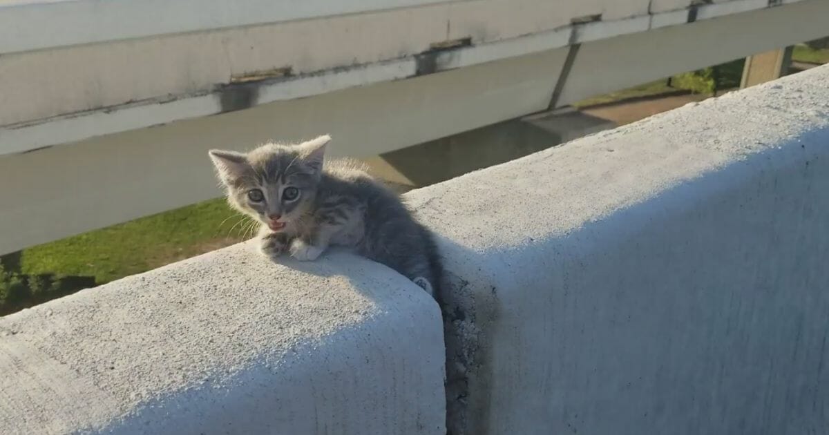 Kitten sitting on cement overpass.
