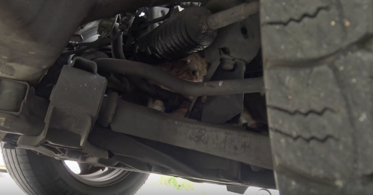 kitten under car