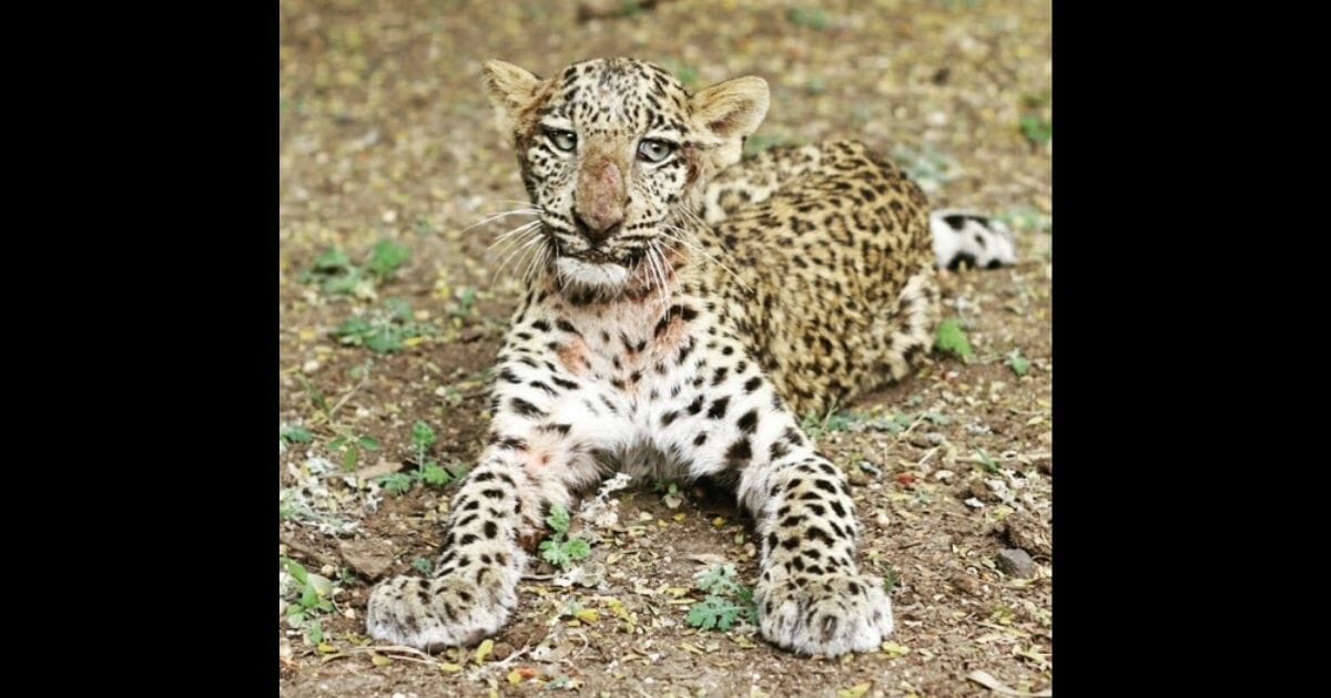 injured leopard cub