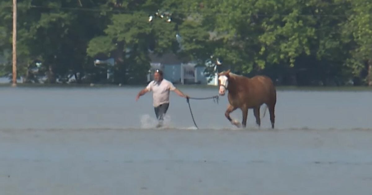 Man leads horse through floodwaters.
