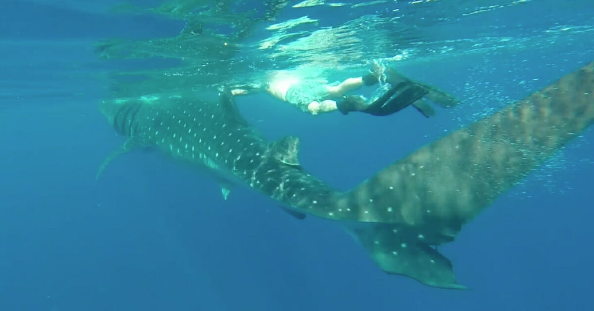 Ryan Winters got the thrill of swimming alongside a whale shark earlier this month during a spearfishing trip that took place about 30 miles off the coast of Tampa Bay, Florida.