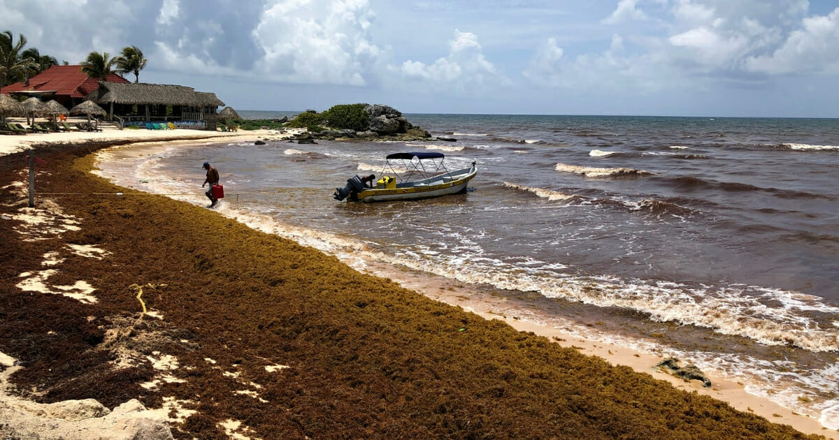 Sargassum, a seaweed-like algae, covers a beach on June 15, 2019 in Tulum, Mexico.