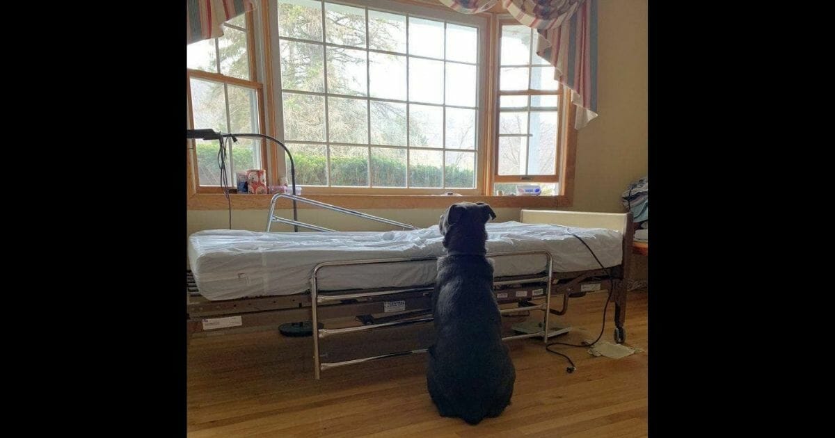 a dog waits by his owner's empty hospital bed