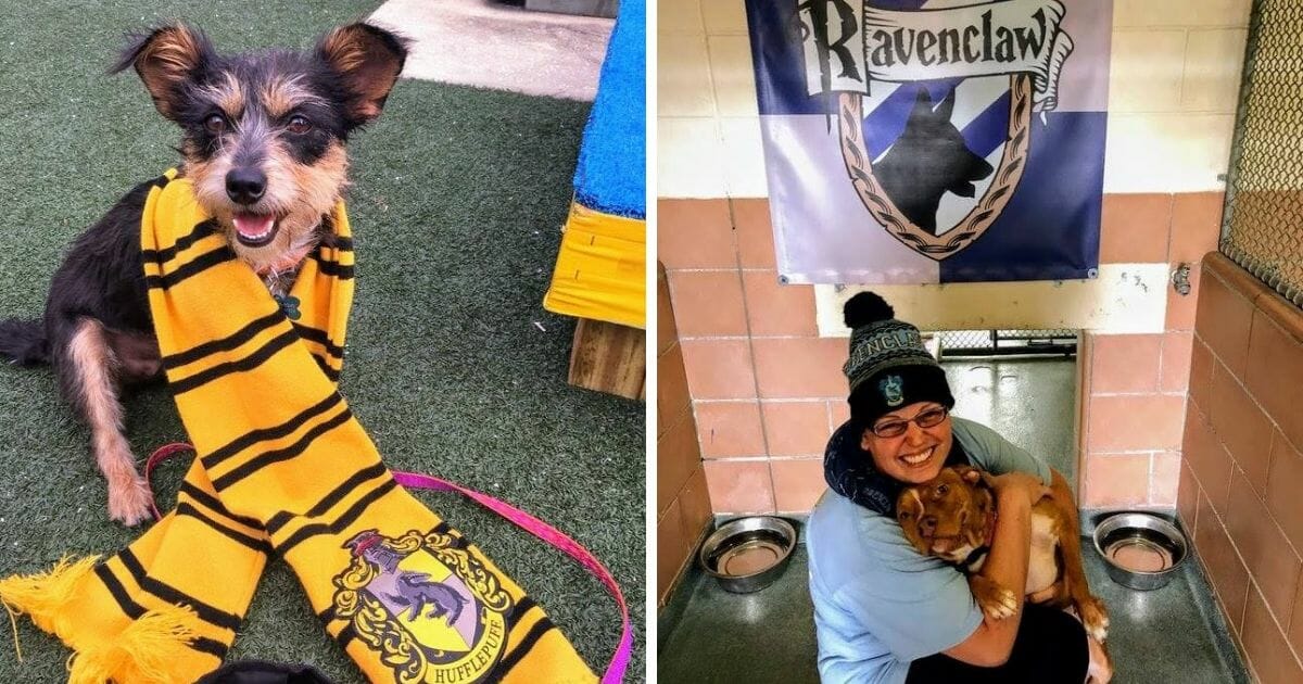 dogs being sorted into Hogwarts houses