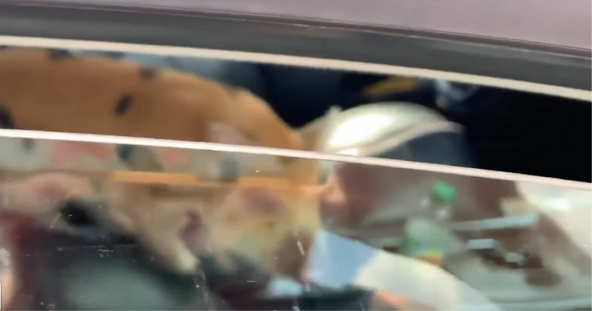 Pig in car with windows cracked.