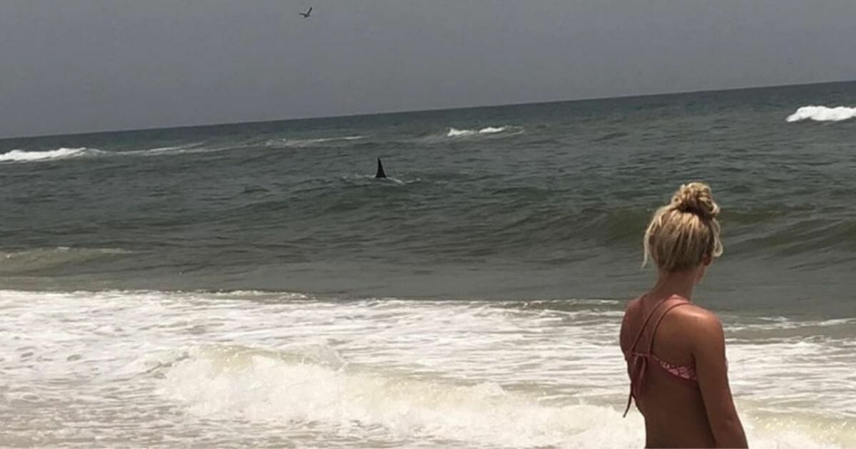 A shark is spotted at Florida's Navarre Beach.