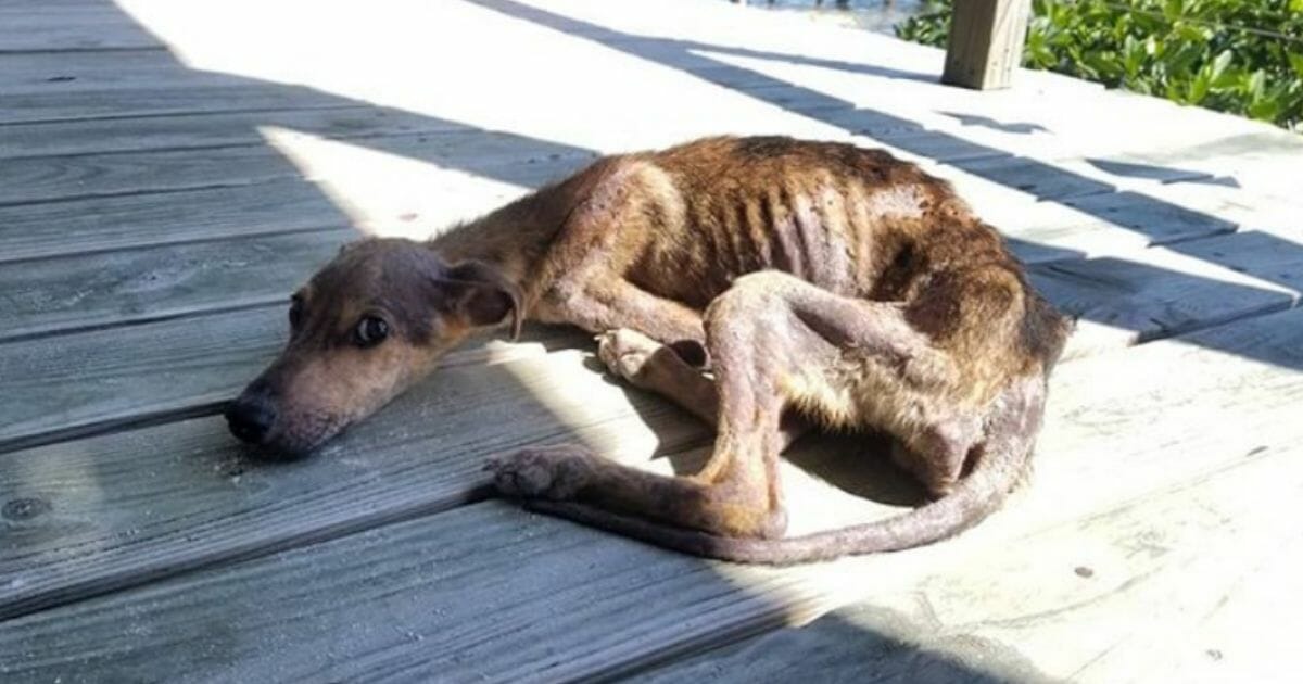 The emaciated dog lying on a porch.