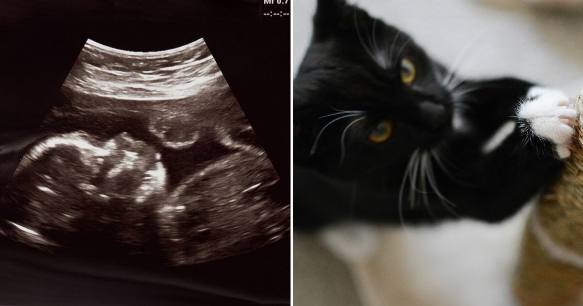 Ultrasound Cat