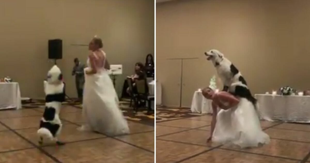 Wedding Dance Dog
