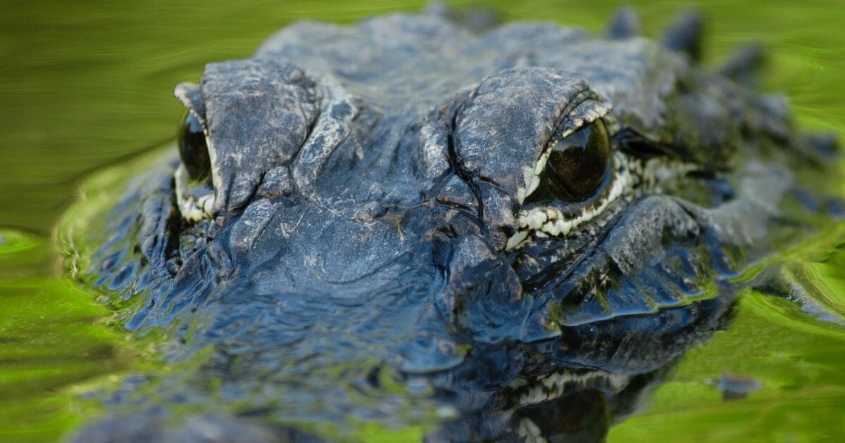 Close-up look at an alligator's face