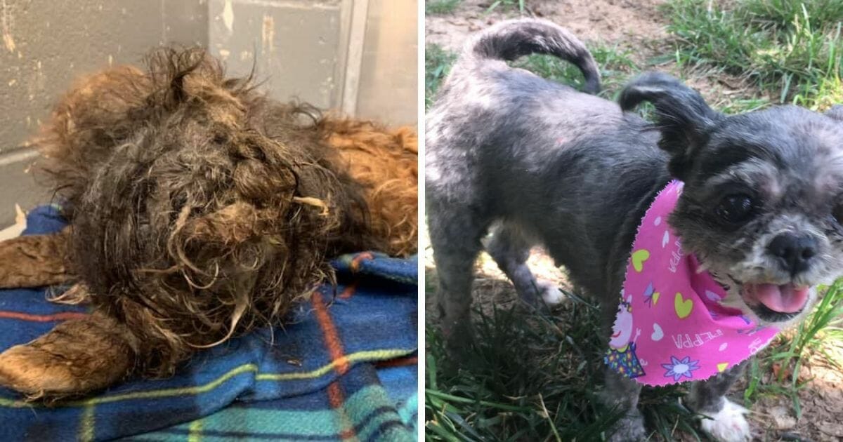 The matted dog, left, and the same dog cleaned up, right.
