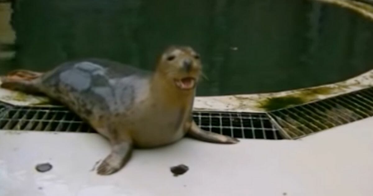 singing seal