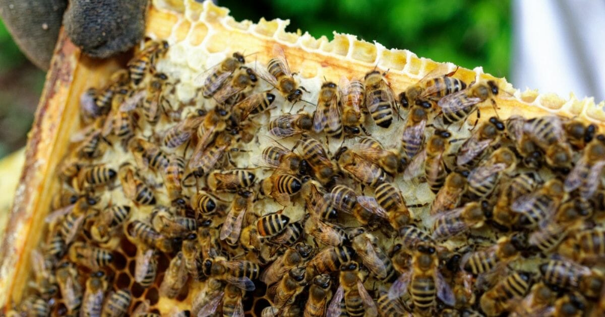 The Trump administration is to blame for honeybees allegedly dying off, CNN reported.