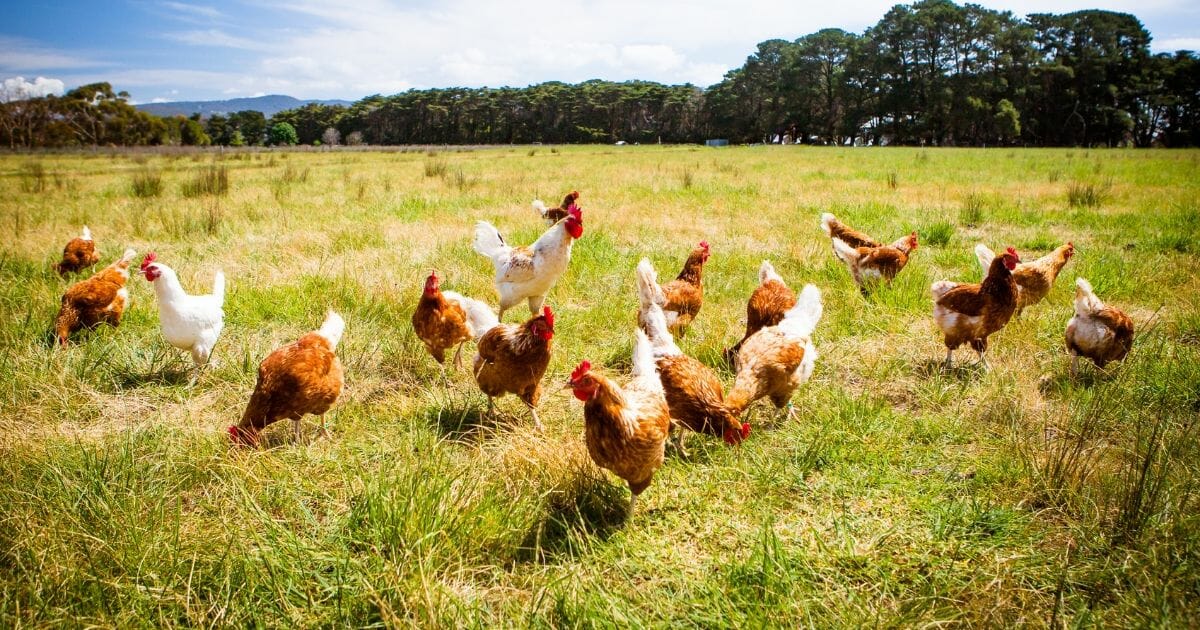 A flock of chickens roam freely in a lush green paddock near Clarkefield in Victoria, Australia.