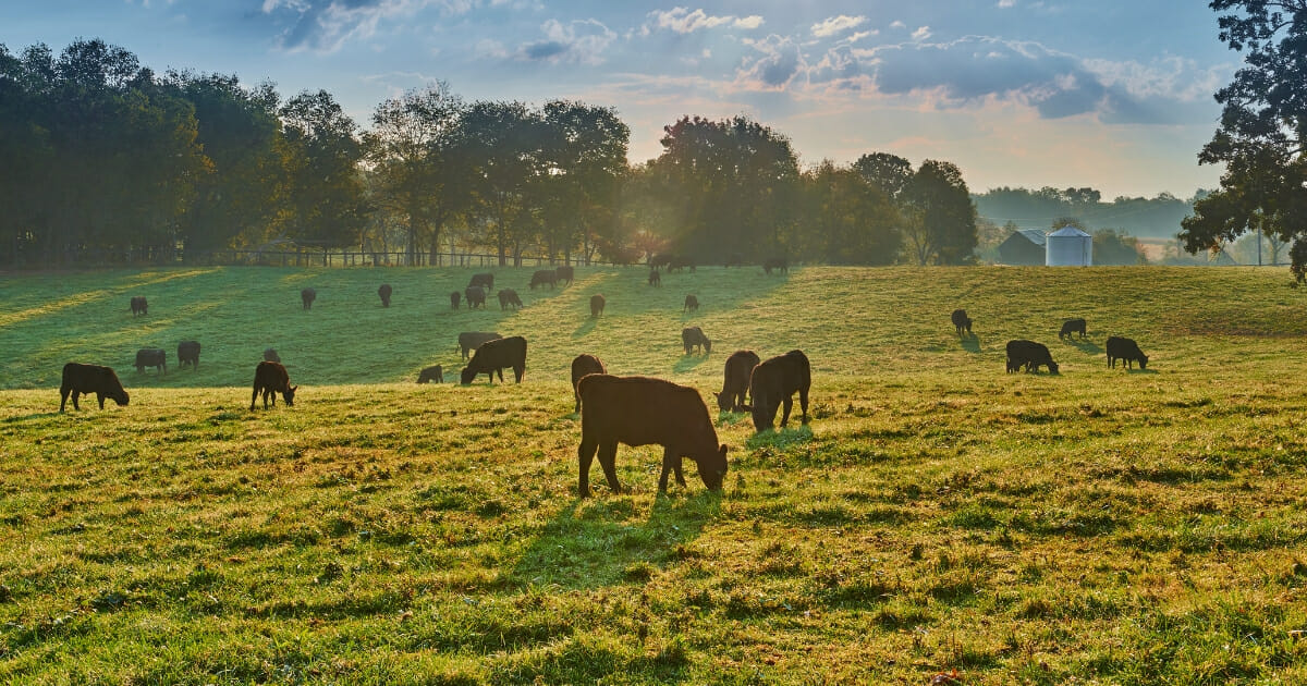 Cows grazing in a field.