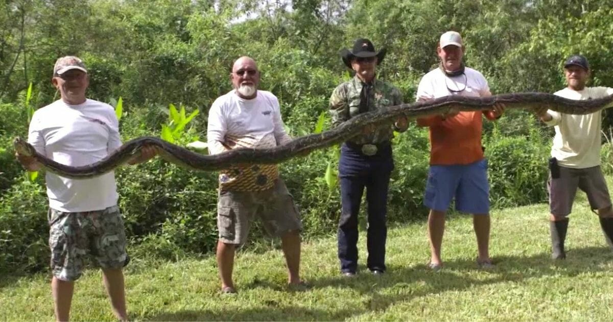 This 16-foot Burmese python was found under a home in the Florida Everglades.