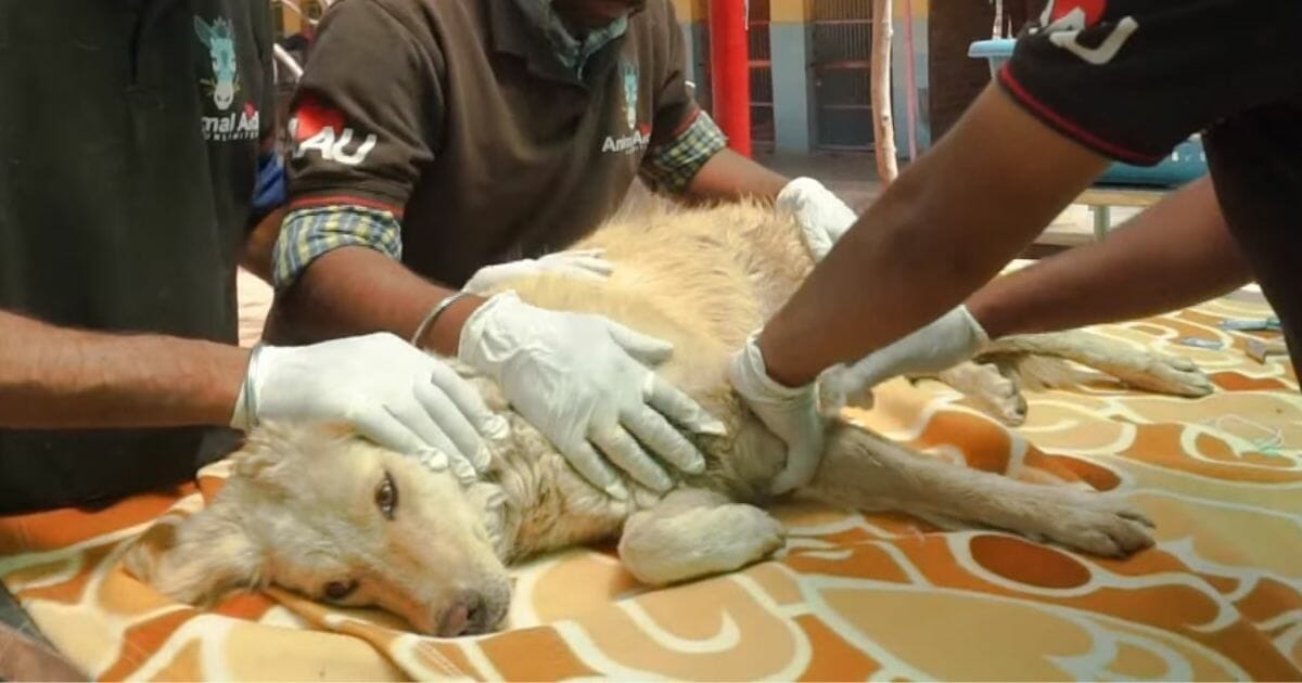 injured dog on table being treated