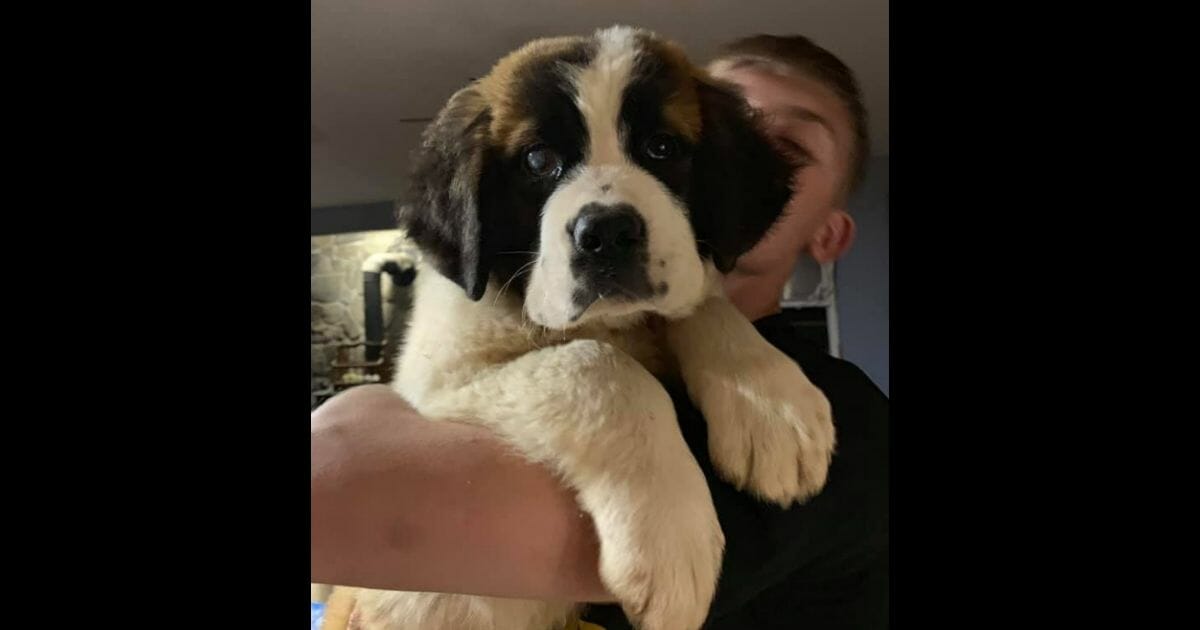 Molly, a St. Bernard, met an untimely demise after getting into a stash of vaping supplies.